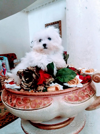 Cuccioli maltese