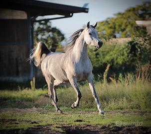 Cavallo arabo con doc anica