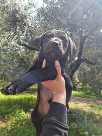 Labrador Retriever