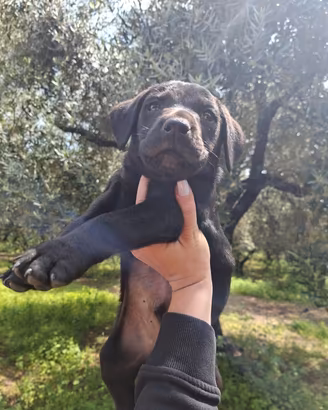 Labrador Retriever