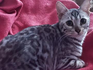 Gattine bengala e certosina