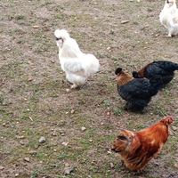 Gallo moroseta bianco