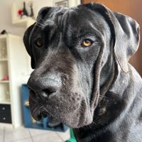 Cane corso