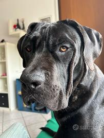 Cane corso