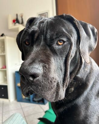 Cane corso