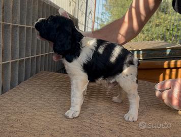 Cuccioli Epagneul Breton