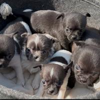 Chihuahua