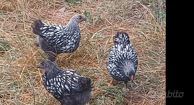 Uova da cova Wyandotte