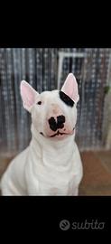 bull terrier per monta