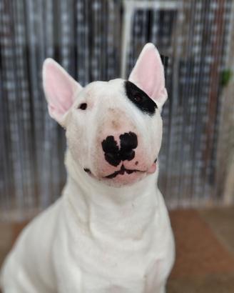 bull terrier per monta
