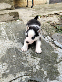 Cucciola husky
