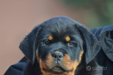 Cuccioli Rottweiler Roma