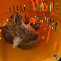 Gatta per accoppiamento