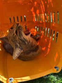 Gatta per accoppiamento