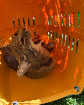 Gatta per accoppiamento