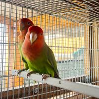 Coppia inseparabili maschio nt