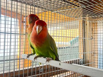 Coppia inseparabili maschio nt