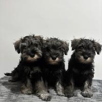 Schnauzer nano