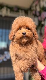 Barboncino toy/minitoy