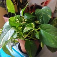 Piante: Pothos  Tradescantia  e Aloe