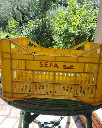 Cassette olive 16 pezzi