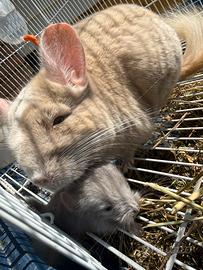 Cucciolo Cincilla