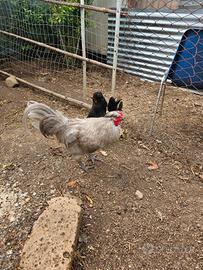 Araucana inglese