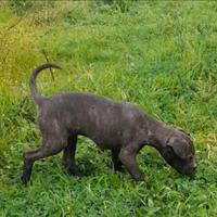Cane corso