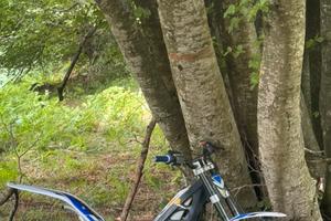 Trial sherco 290 2009