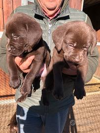 Labrador neri e marroni con pedigree