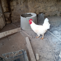 Gallo