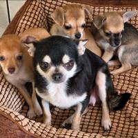 Chihuahua