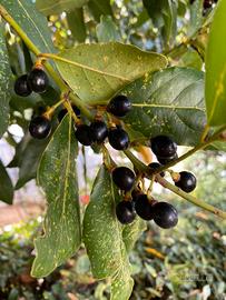 Bacche di alloro per liquore