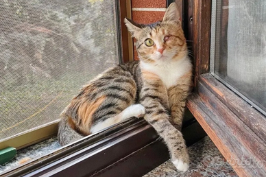 Polly - Adozione del cuore