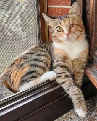 Polly - Adozione del cuore