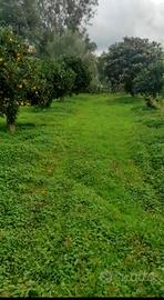 Terreno (Agrumeto)