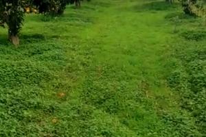 Terreno (Agrumeto)