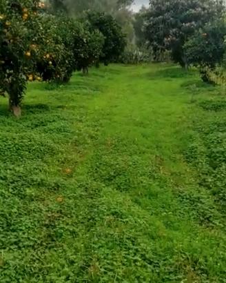 Terreno (Agrumeto)