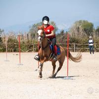 PONY razza Welsh MOUNTED GAMES e PASSEGGIATA