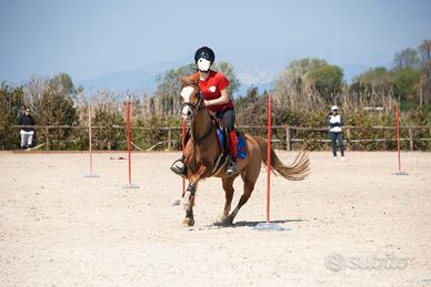 PONY razza Welsh MOUNTED GAMES e PASSEGGIATA