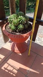 Cactus Echinopsis Tubiflora a grappolo h 15 cm