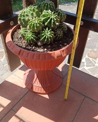 Cactus Echinopsis Tubiflora a grappolo h 15 cm