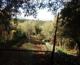 Terreno agricolo con casa di campagna