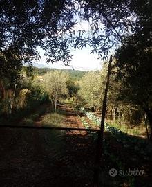 Terreno agricolo con casa di campagna