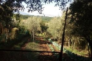 Terreno agricolo con casa di campagna