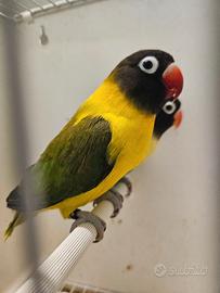 Inseparabili personata