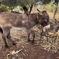 Asino Sardo - docile, sano, con documenti