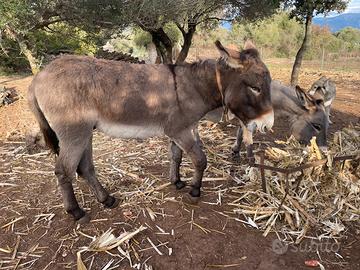 Asino Sardo - docile, sano, con documenti
