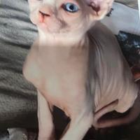 Sphynx