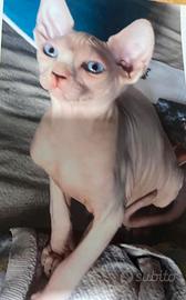 Sphynx